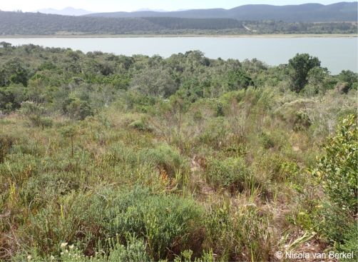 Habitat of Agathosma muirii at the Goukamma Nature Reserve