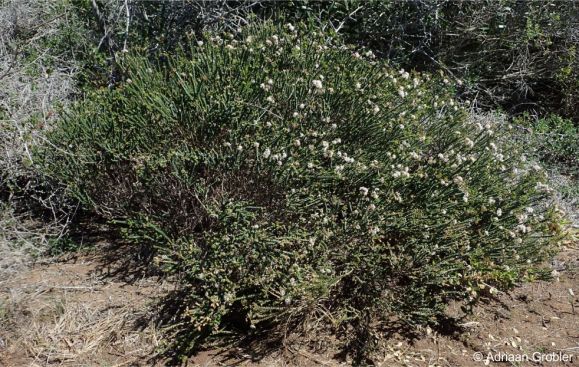 Agathosma muirii in habitat