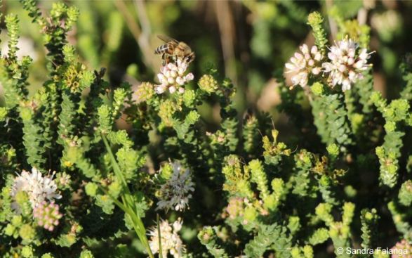 A bee visiting the flowers of Agathosma muirii in habitat