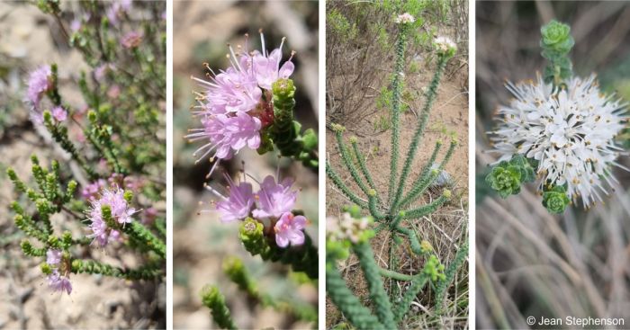 Flower colour varies from white to shades of mauve and pink