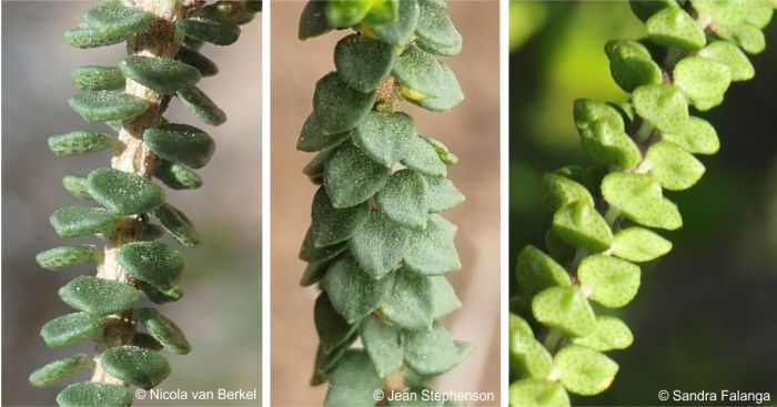 Agathosma muirii leaves, showing gland dots on the lower surface (right)