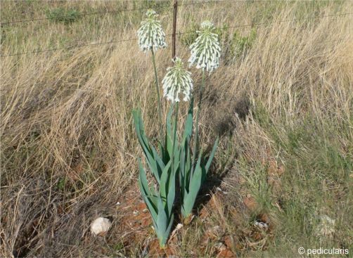 Pseudogaltonia clavata plants in flower in habitat