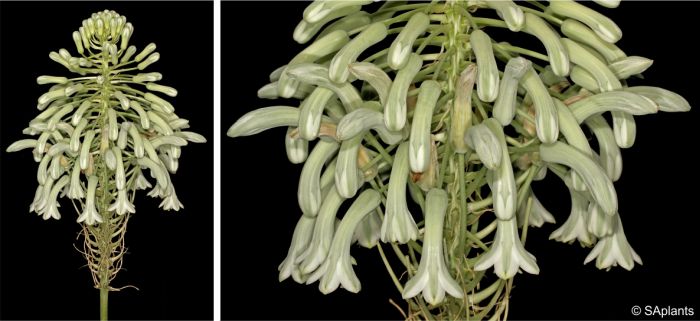 Pseudogaltonia clavata inflorescence and flowers