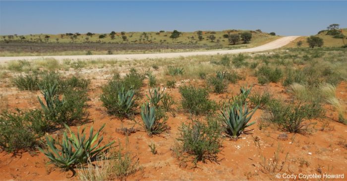 Pseudogaltonia clavata in habitat