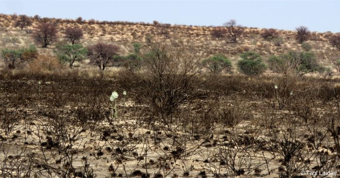 Pseudogaltonia clavata in habitat