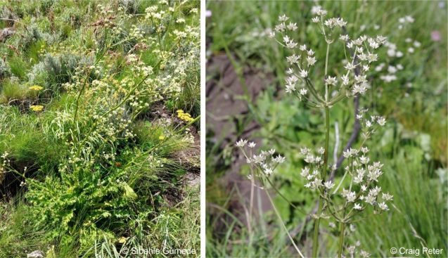 Alepidea macowani plant in flower and an inflorescence