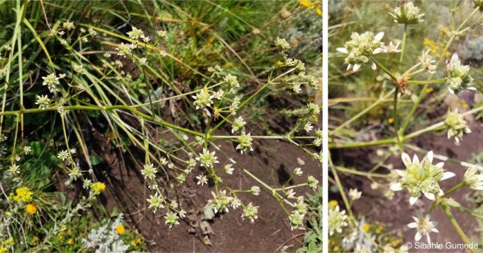 Alepidea macowani inflorescence and a closeup of the developing fruits