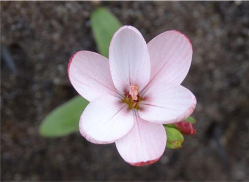 Geissorhiza ovata 