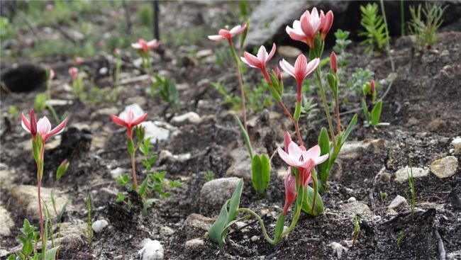 Geissorhiza ovata in habitat