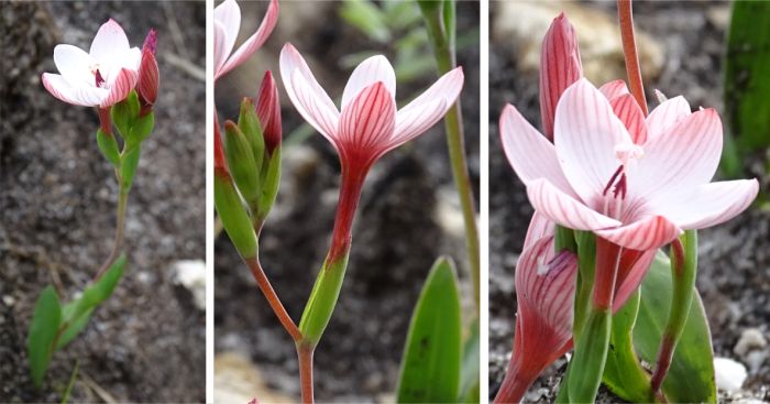 Geissorhiza ovata 