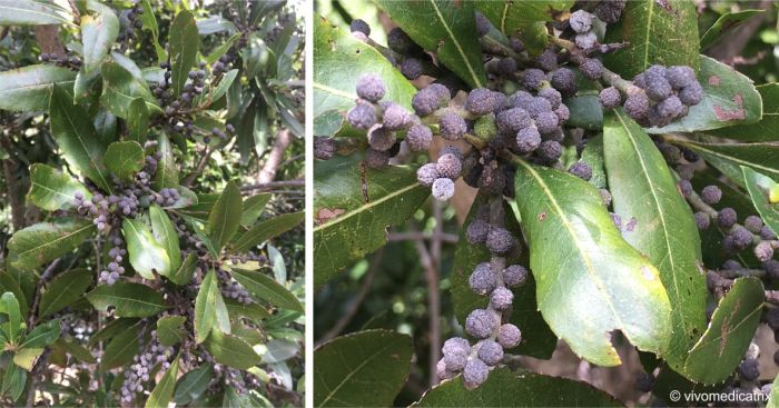 Morella pilulifera in fruit