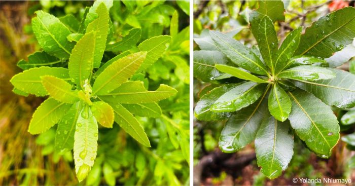 Young (left) and mature (right) leaves of Morella pilulifera