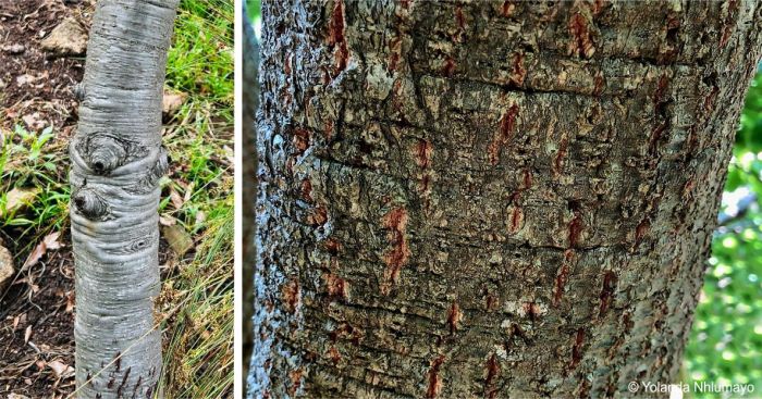 Bark on a young stem (left) and a mature trunk (right)