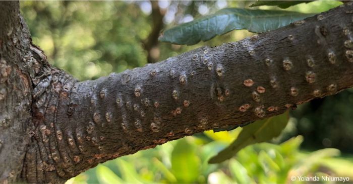 A branch showing lenticels