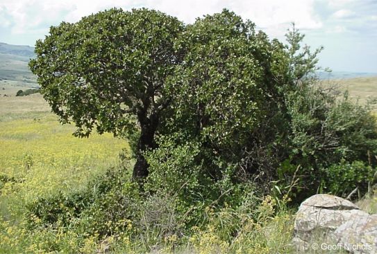 Morella pilulifera growing in habitat, Ngcaka.