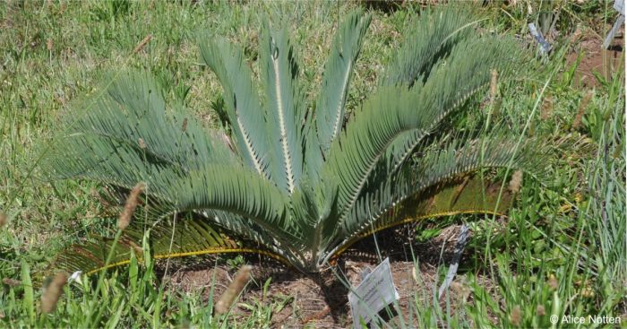 Encephalartos humilis 