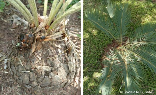 Encephalartos humilis in the Lowveld National Botanical Garden