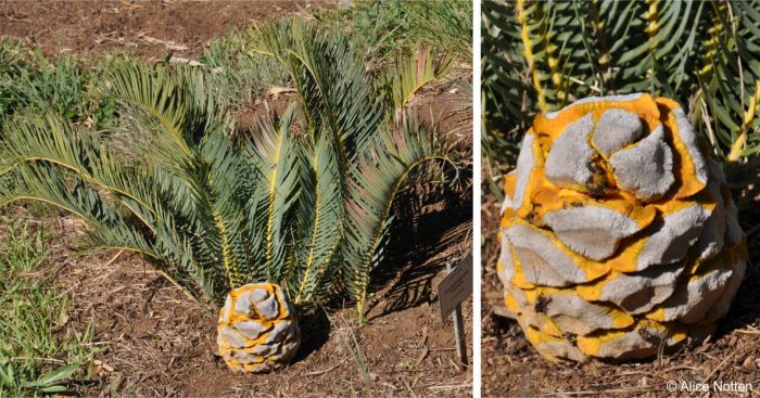 Encephalartos humilis female plant in cone in Kirstenbosch National Botanical Garden