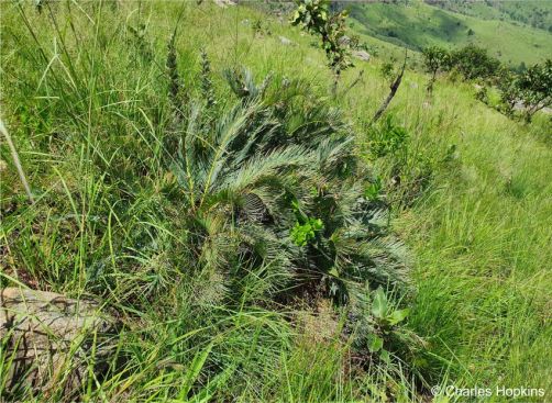 Encephalartos humilis in habitat