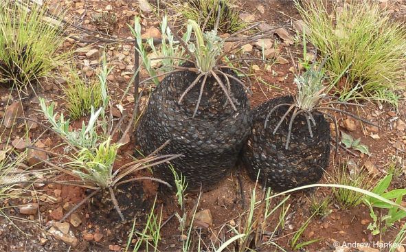 Burned plants resprouting, in habitat