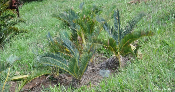 Encephalartos humilis plants in Kirstenbosch NBG