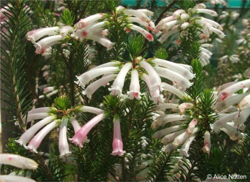 Erica thomae