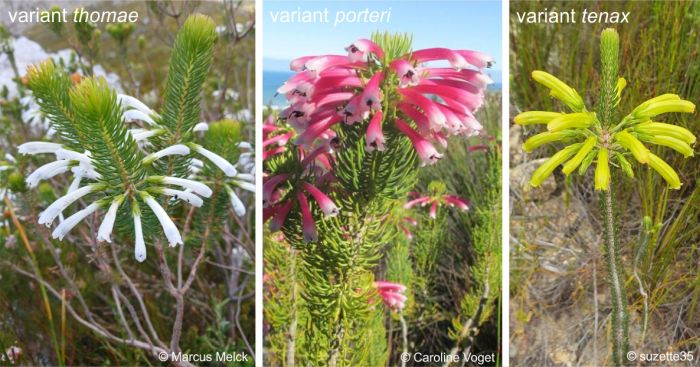 Variants of Erica thomae 