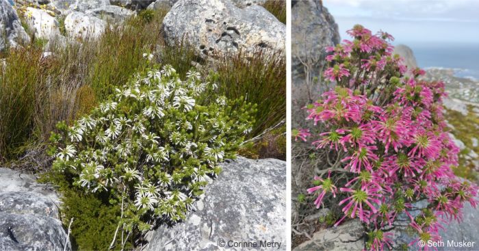 Erica thomae flowering in habitat