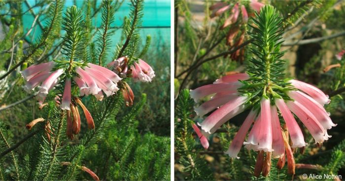 Erica thomae flowering in the Kirstenbosch Collections Nursery