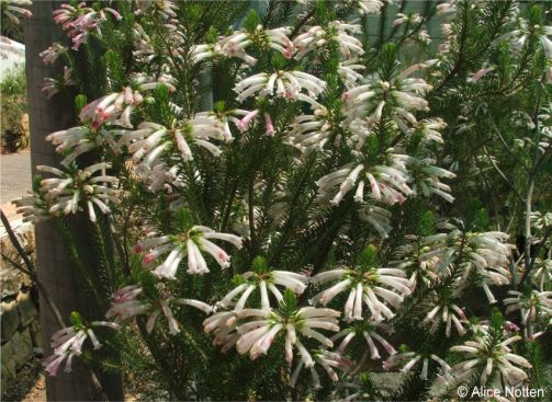 Erica thomae flowering in the Kirstenbosch Collections Nursery