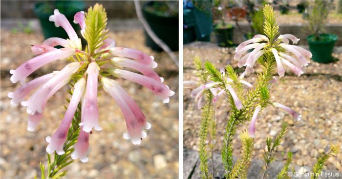 Erica thomae flowering in the Kirstenbosch Collections Nursery