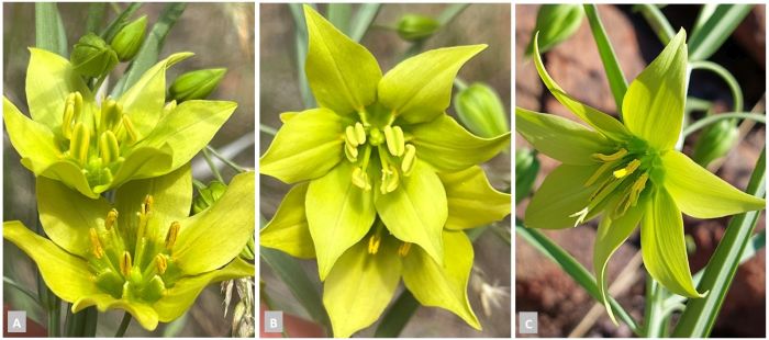 Gloriosa rigidifolia flower