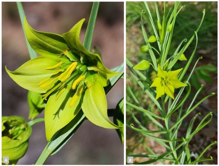 Gloriosa rigidifolia