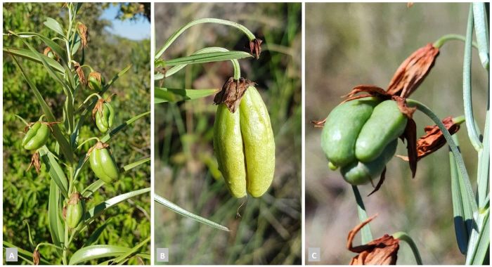 Gloriosa rigidifolia fruit