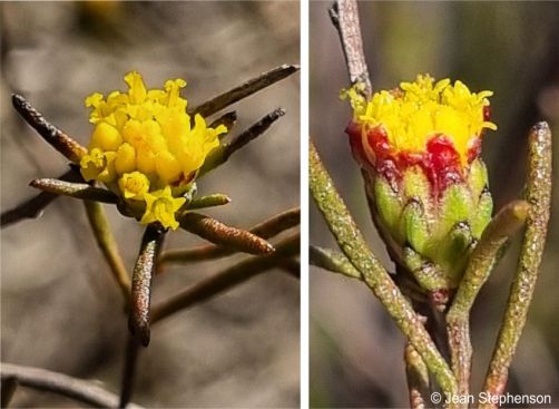 Marasmodes defoliata capitula