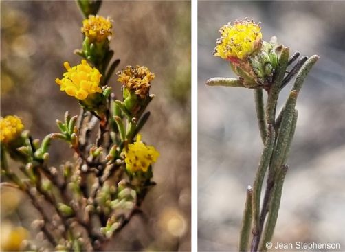 Marasmodes defoliata in flower