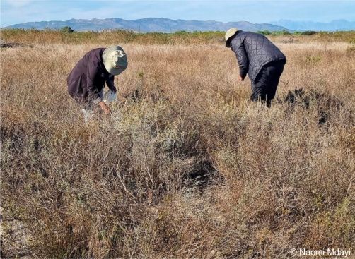 Collecting seeds of Marasmodes defoliata