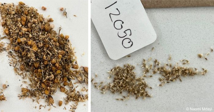 Unprocessed (left) and processed (right) seeds of Marasmodes defoliata