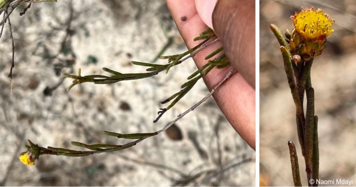 Stem showing leaves