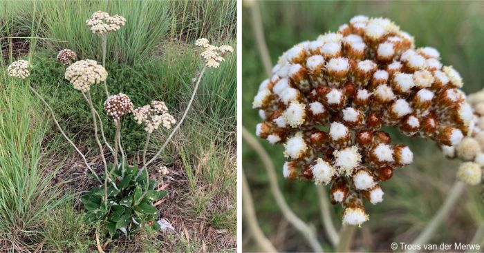 A Helichrysum pedunculatum plant in flower and a close-up of a fresh inflorescence