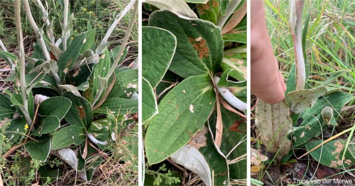 Leaves of Helichrysum pedunculatum are hairless on the upper surface and felted underneath