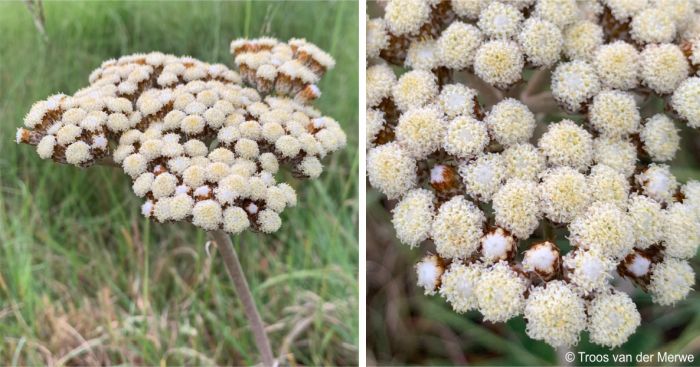 Inflorescence with open flowers