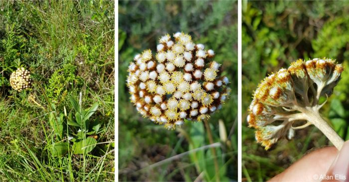 Helichrysum pedunculatum in habitat, Haga Haga, Eastern Cape