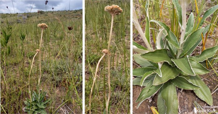 Helichrysum pedunculatum in habitat, Herbertsdale, Eastern Cape