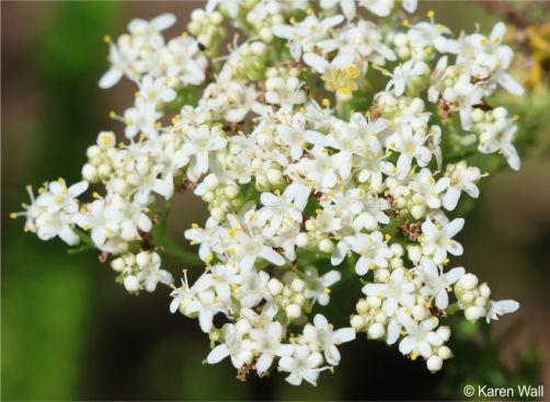 Selago corymbosa flowers