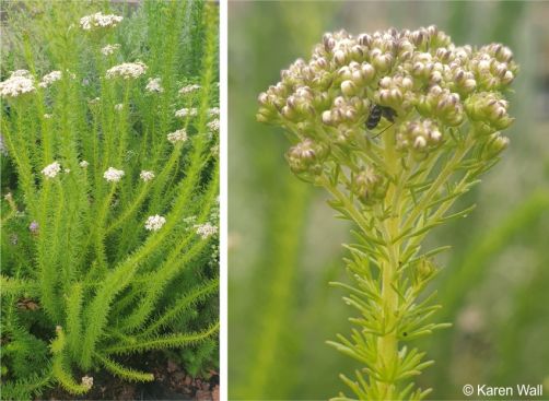 Selago corymbosa habit and leaves