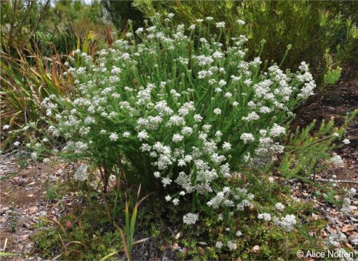 Selago corymbosa a plant in flower