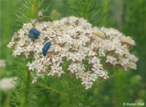 Selago corymbosa flowers attract a variety of insects