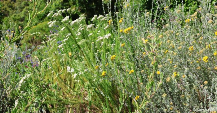 Selago corymbosa in a mixed bed with Pentzia dentata