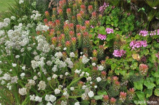 Selago corymbosa interplanted with Mimetes cucullatus and Pelargonium zonale